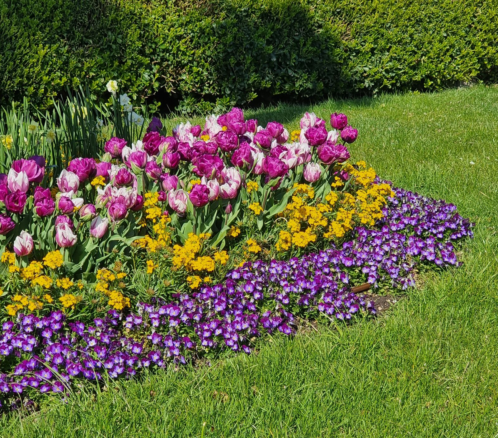 Evergreen garden bed project