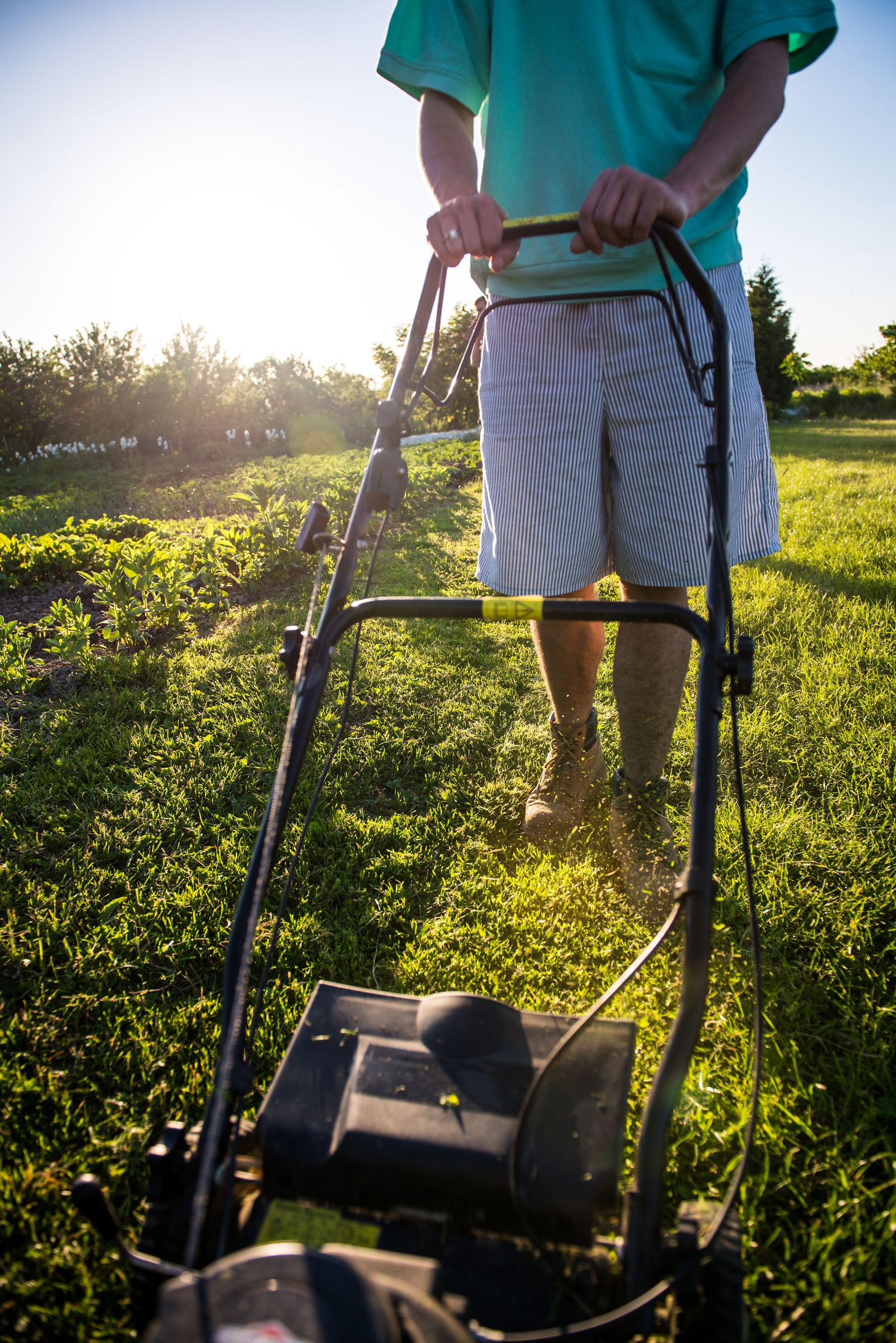 Evergreen lawn care project