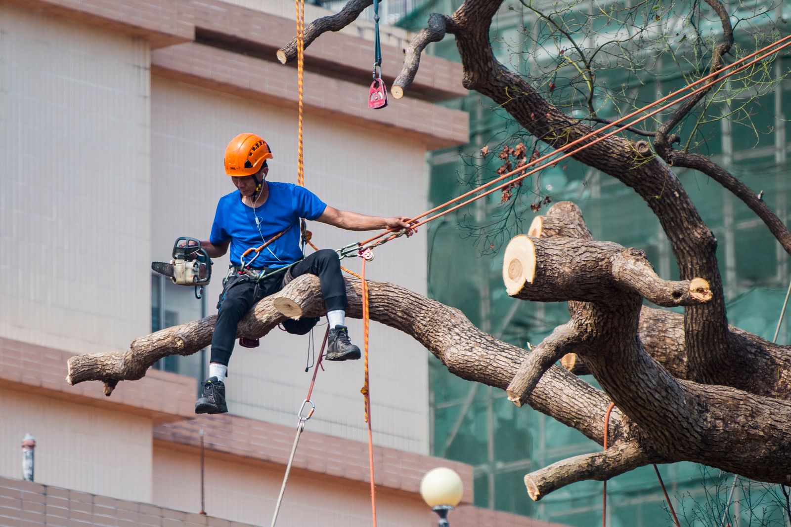 Evergreen tree care project