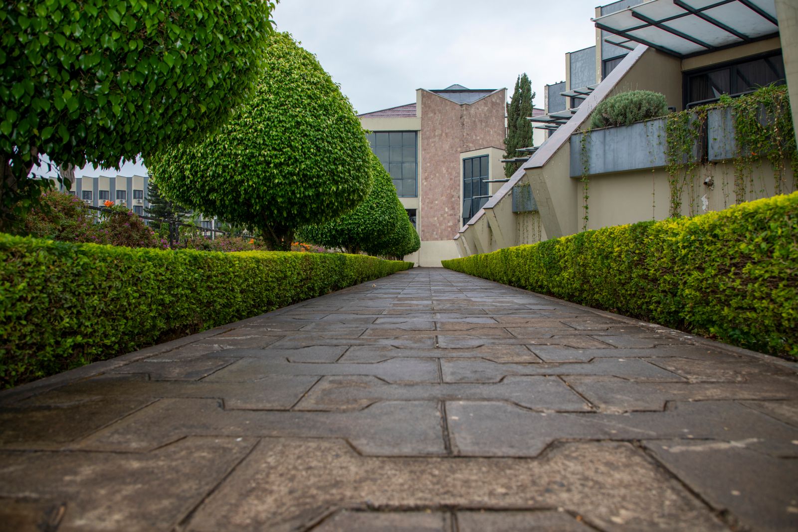 Evergreen hedge trimming project